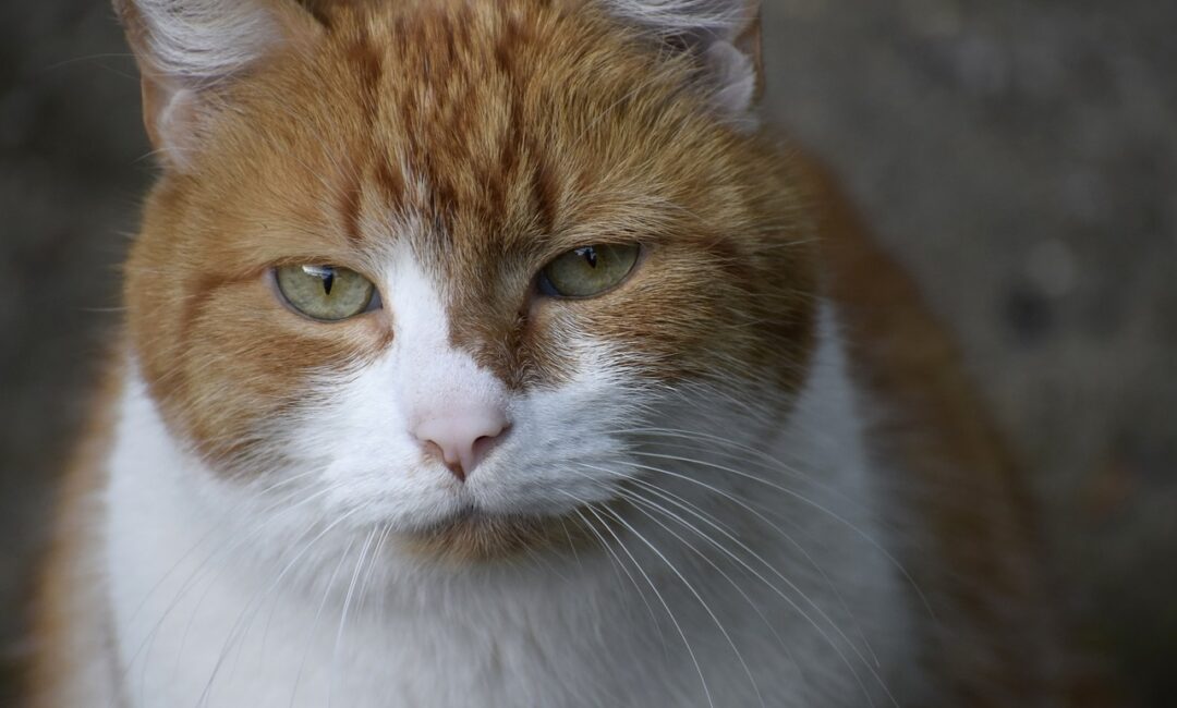Améliorez_la_santé_de_votre_chat_d_appartement_:_stratégies_de_perte_de_poids