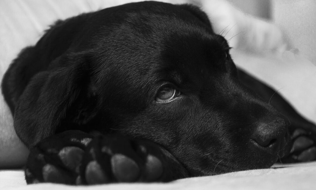 Le_syndrome_de_cushing_chez_le_chien_:_ce_que_toute_femme_devrait_savoir
